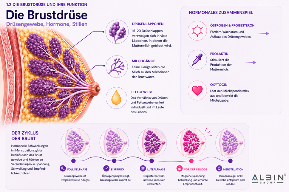 Infografik: Die Brustdrüse — Drüsenläppchen, Milchgänge, Fettgewebe, hormonales Zusammenspiel und der Zyklus der Brust in fünf Phasen