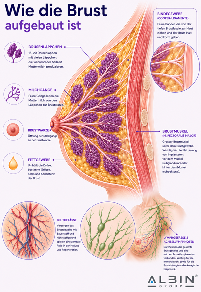 Infografik: Wie die Brust aufgebaut ist — Drüsenläppchen, Milchgänge, Brustwarze, Fettgewebe, Cooper-Ligamente, Brustmuskel, Blutgefässe und Lymphgefässe