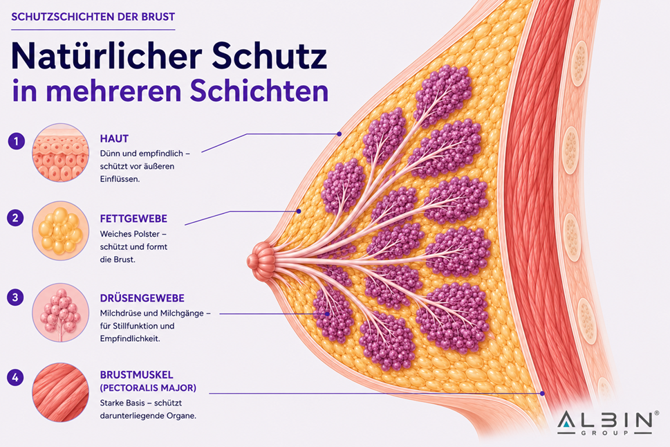 Infografik: Schutzschichten der Brust — Haut, Fettgewebe, Drüsengewebe und Brustmuskel im Querschnitt