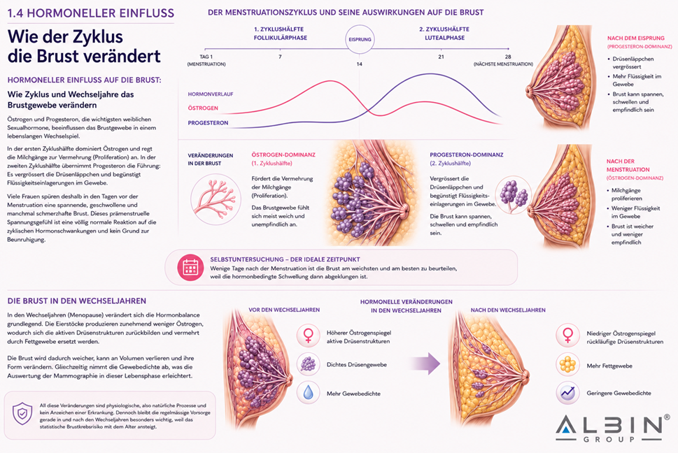 Infografik: Der Menstruationszyklus und seine Auswirkungen auf die Brust — Östrogen- und Progesteronverlauf, Veränderungen im Gewebe und die Brust in den Wechseljahren